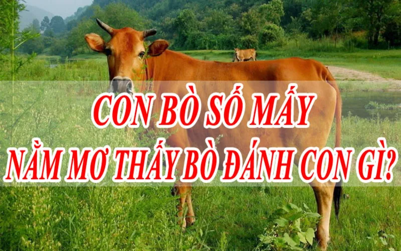 giac mo thay bo y nghia thong diep va con so an dau